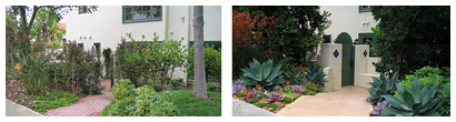 After image of a Rancho Santa Fe Spanish garden transformed with guava 