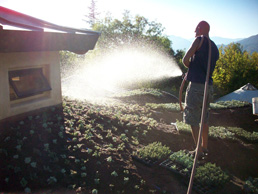 freshly planted living green roof being hand watered in Ojai