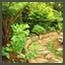A natural stone path curves through a CA forest garden with tree ferns, Japanese maples