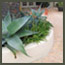 Rancho Santa Fe planter bed with agaves, aloes, and terrestrial orchids.