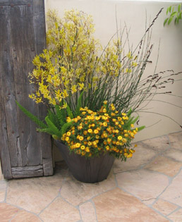 beautiful potted plant next to a rustic wooden gate on a flagstone patio in Rancho Santa Fe