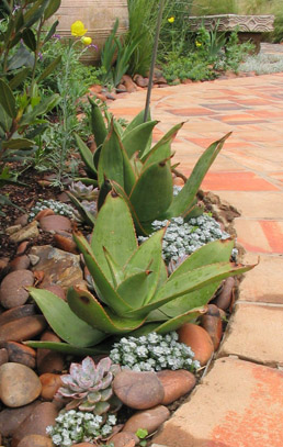 aloe-maculata in a Mediterranean planting with sedums, Mexican poppy, and saltillo tile in Los Angeles