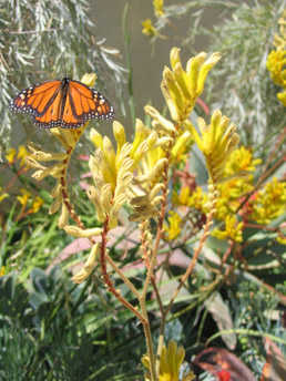 A monarch butterfly on kangaroo paw ‘Harmony’ in Los Angeles sustainable CA garden 