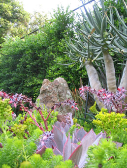 Aloe dichotoma rises above succulent garden with Sedum and Echeveria ‘After Glow’ in Los angeles