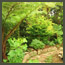 After image of a forest garden transformed in Los Angeles with a stone path, tree 