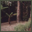 Before image of a forest garden in Los Angeles with bare dirt, conifer, redwood, and 