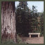 Before image of a forest garden in Los Angeles with bare dirt, redwood, and 