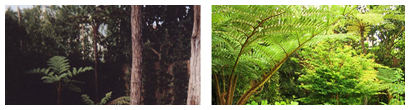 After image of a forest garden transformed in Los Angeles with a stone path, tree 