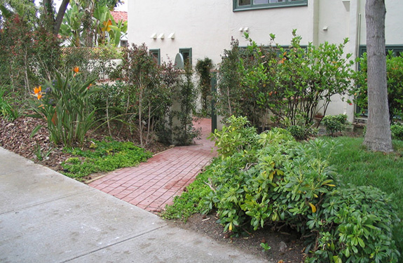 Before image of a rancho santa fe garden with bug infested Carolina cherry hedge.