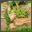 A natural mossy stone path with a cinnamon fern,  dicondra, CA native in Los Angeles.
