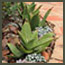 CA Mediterranean garden with aloes, river stones, elfin thyme, sedum ‘cape blanco’ in Los Angeles.