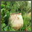 CA Mediterranean garden with olive tree, succulents, antique olive jars