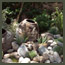 CA Tuscan style rock garden with antique olive jars with Mediterranean style planting near Pasadena.