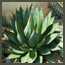 Tropical California garden-design-with red bananas, kangaroo paws, grasses, 