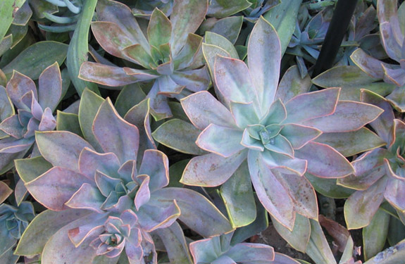 CA garden wall designed with succulents in pots sitting atop front yard wall in 